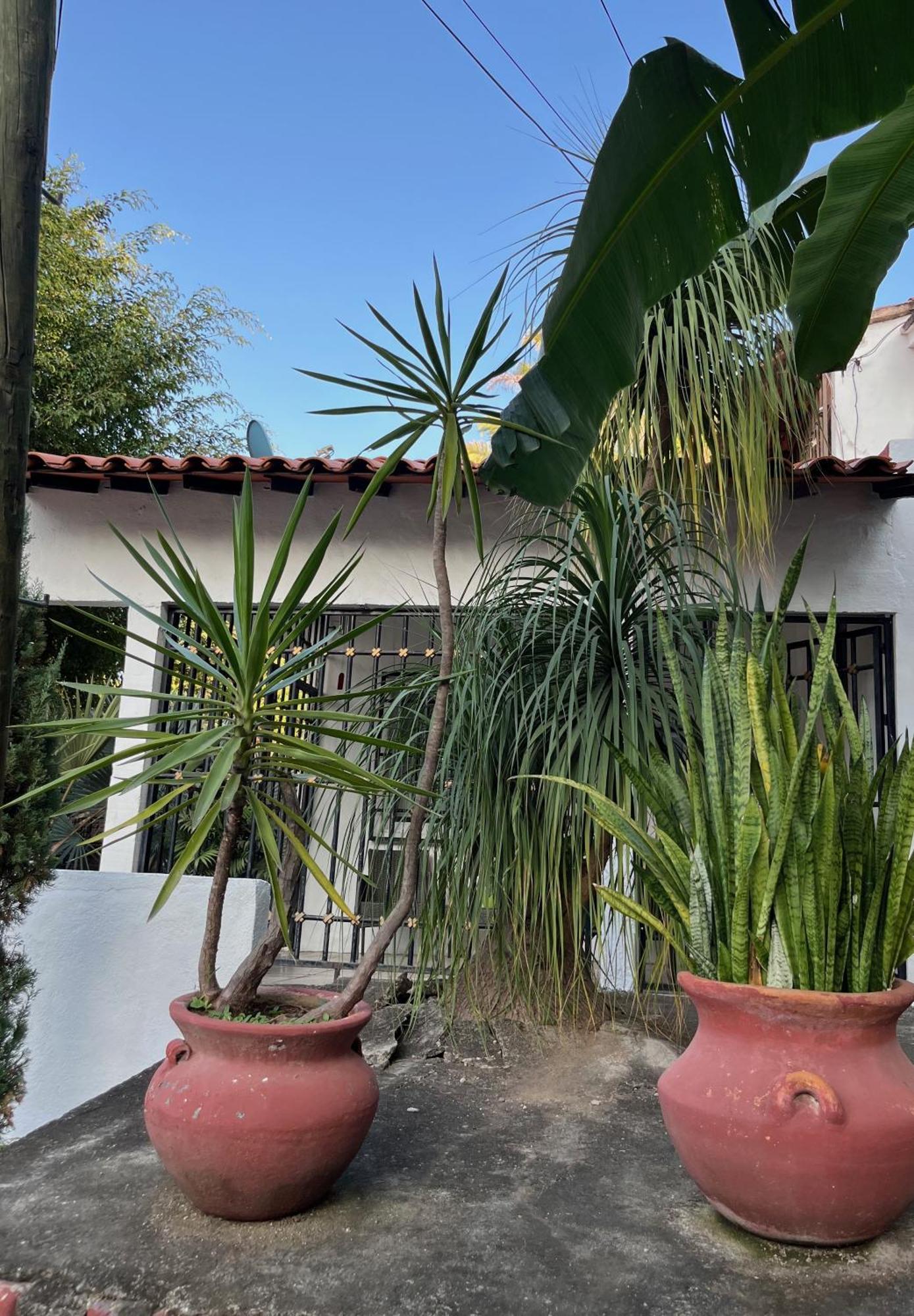 Villa Palmier -Quiet Cosy Air Conditioned Terrace بويرتو فالارتا المظهر الخارجي الصورة